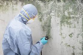 Best Emergency Mold Remediation  in St Ann, MO